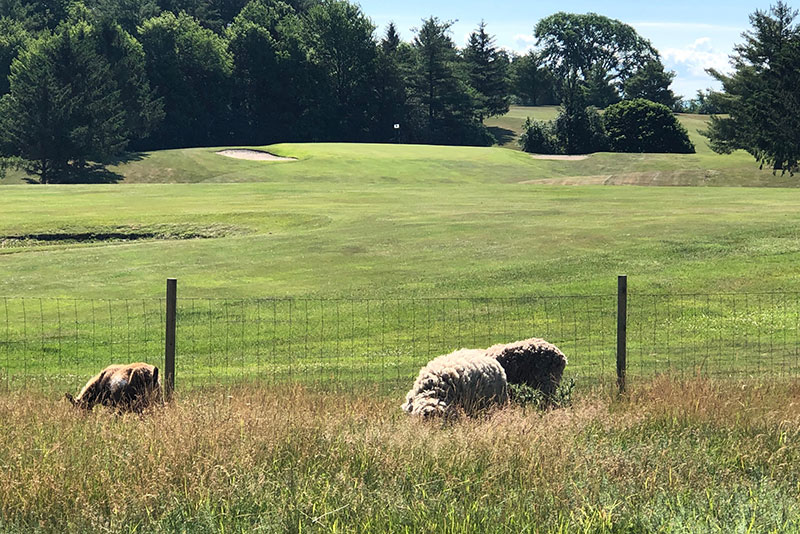 Sheep grazing next to a golf course on the Adirondack Golf Trail